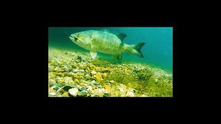 smallmouth bass on camera