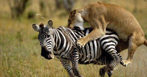 When a female lion attacks a zebra