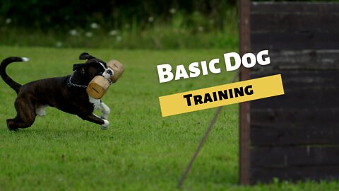 🐕 Basic Dog Training – TOP 10 Essential Commands Every Dog Should Know!