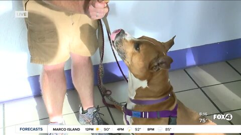 Pet of the Week: Gage