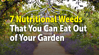 7 Nutritional Weeds That You Can Eat Out of Your Garden