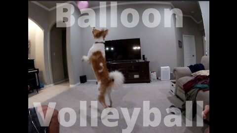 Dog hysterically uses balloon to play volleyball