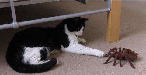 THE CAT PLAYS WITH HIS NEW SPIDER-SHAPED TOY