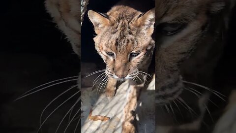 Bobcat Abandoned at the Sanctuary Gate