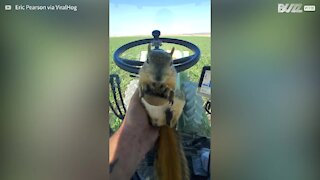 Squirrel goes for a tractor ride