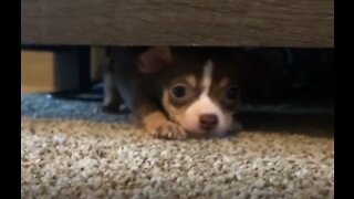 Silly Puppy Playing and Bumps Her Head
