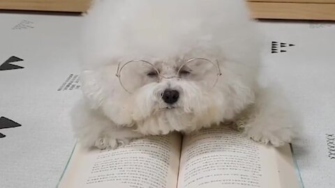 Bookworm puppy falls asleep during reading session