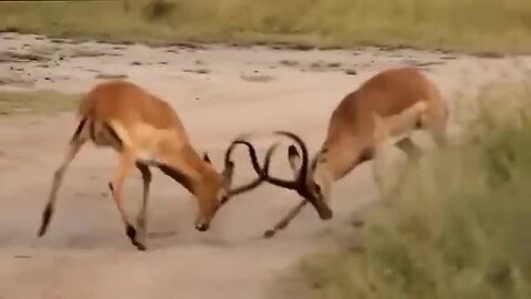 Hippo Is King Of The River and Lion Is King Of The Grasslands, What Happens If They Confront?