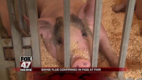 Swine flu confirmed in pigs at fair