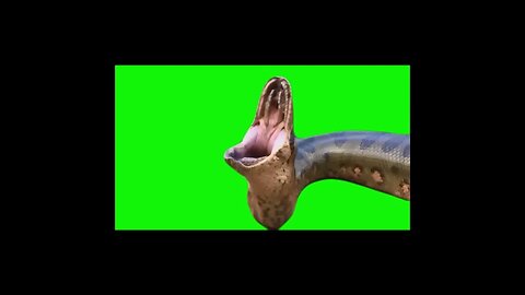 real big anaconda green screen copyright free #shorts #ytshorts