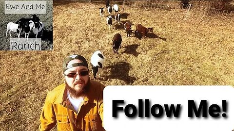 SHEEP TRAINING (human training) Will The Sheep Follow Me? 🥵🤯😵🐑 #sheep #farm #homesteading