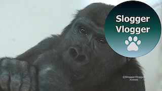 Shufai The Gorilla Can't Stop Spinning