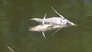 Dead fish turning up at Fort Pierce lake