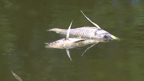 Dead fish turning up at Fort Pierce lake