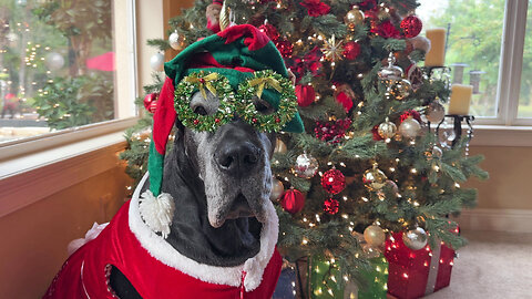 Festive Great Dane Has Fun Dressing Up For Christmas Photos As PawParazzi Watch
