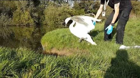 Un cygne pris dans une ligne de pêche est sauvé