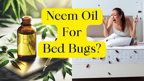 Does Neem Oil Work For Bed Bugs? 🐛