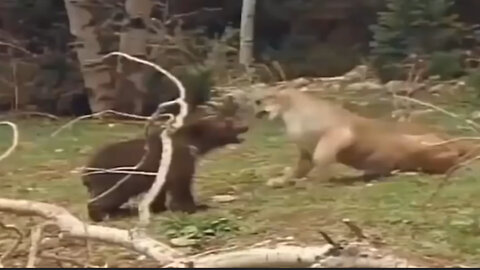 a young bear survives a puma attack