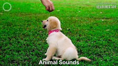 Animal Sounds List