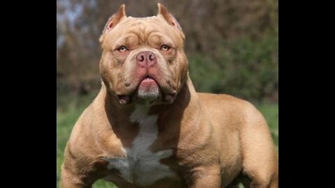 The most ferocious dog in the world - Pit bull Dog