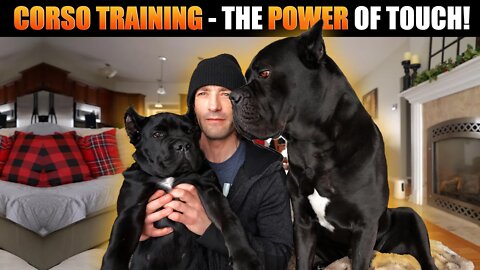 Cane Corso Training & Using The POWER of Touch