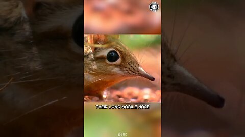 Elephant Shrew 🐭 Cuteness Meets Lightning Speed!