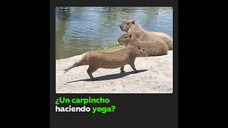 Capibara muestra su estilo haciendo un ‘ejercicio de yoga’