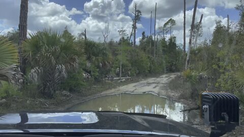 Picayune Forest SW Florida trails. 4/17/2022