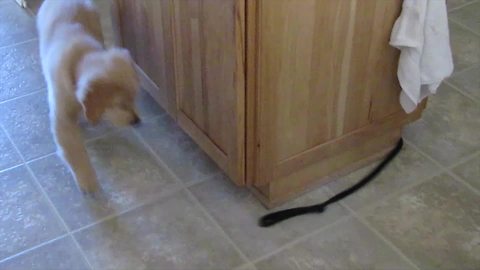 "Puppy Chases The Other End Of Its Own Leash Around A Kitchen Island"