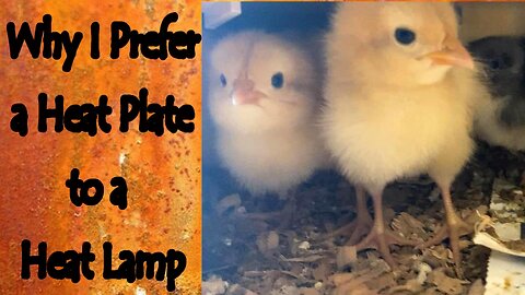 Why I Prefer a Heat Plate Over a Heat Lamp for Chicks