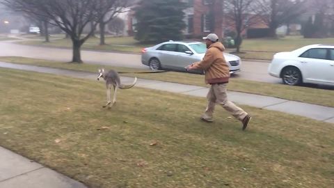 Pet Kangaroo Goes For A Walk On Leash