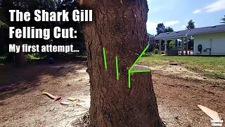 The Shark Gill Tree Felling Cut: Double or Triple your Hinge Wood