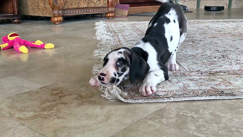 Great Dane puppy flosses with carpet fringe