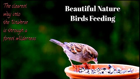 Beautiful nature, Bird feeding 1080p