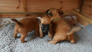 Cuteness overload! 4 week old Wheaten Terrier puppies playing
