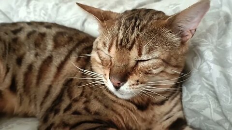 New Years Lay In #morningafter #bengalcat