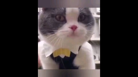 Funny cats 5