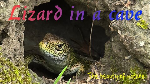 A beautiful lizard in a cave / a very beautiful reptile in the ground.