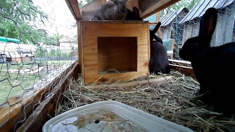 Young rabbits getting used to the new hutch