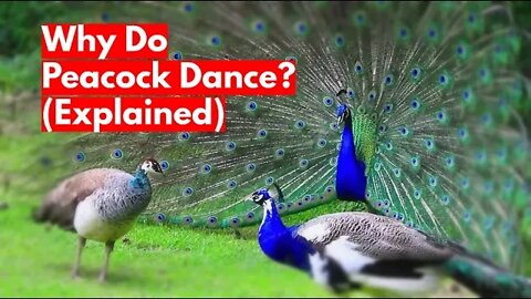Why Do Peacock Dance? (Explained)