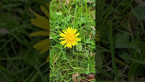 First Dandelion of the Season Uncle Tim's Farm #kärnəvór #carnivore #pigtalk #shorts