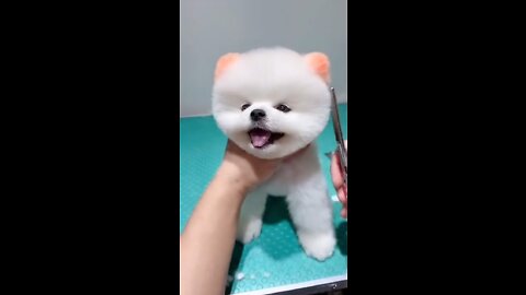 cute & funny dog / tik tok funny video