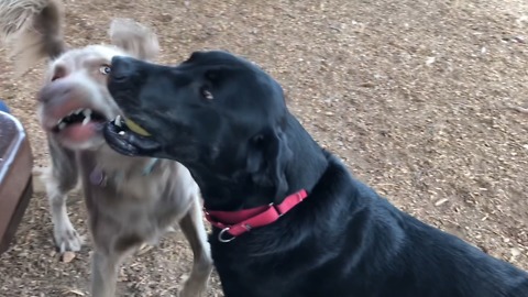Dogs struggle to understand the concept of sharing