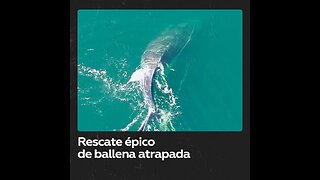 Ballena queda atrapada en una trampa para cangrejos en Alaska