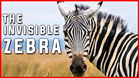THE INVISIBLE ZEBRAS | THE TRICKIEST LIFE OF ZEBRA | ANIMAL | JUNGLE
