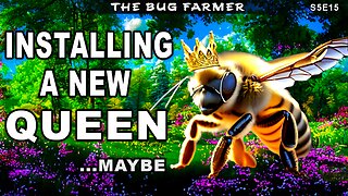 Installing a new Queen Bee | Backyard Beekeeping