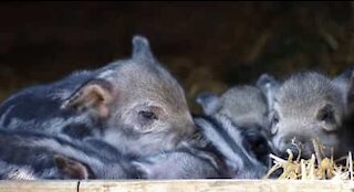 Piglet nearly crushed by its mom