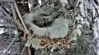 Ellie Emerges From the Snow 🦉 03/10/23 07:40