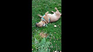 Itchy dog can't stop scratching in nature