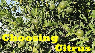 Grow These Varieties for an AMAZING Citrus Harvest!